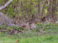 Turdus iliacus Hammars park, Malmö, Skåne, Sweden 20150420_0076