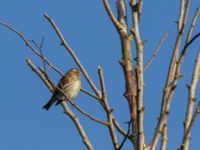 Turdus iliacus Husie mosse, Malmö, Skåne, Sweden 20170106_0018