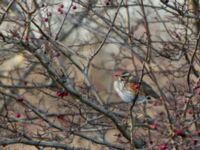 Turdus iliacus Husie mosse, Malmö, Skåne, Sweden 20170106_0022