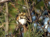 Turdus iliacus Nabben, Falsterbohalvön, Vellinge, Skåne, Sweden 20090217 024