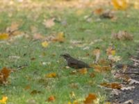 Turdus iliacus St Pauli kyrkogård, Malmö, Skåne, Sweden 20221007_0011