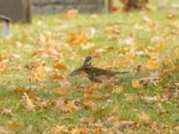 Turdus iliacus St Pauli kyrkogård, Malmö, Skåne, Sweden 20221014_0004