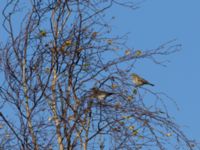 Turdus iliacus et Turdus pilaris Badplatsen, Klagshamns udde, Malmö, Skåne, Sweden 20171103_0071