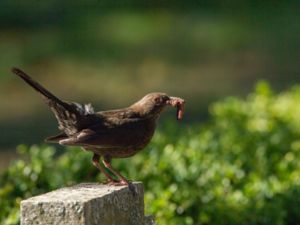 Turdus merula - Common Blackbird - Koltrast