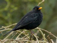 Turdus merula ad female Gamla begravningsplatsen, Malmö, Skåne, Sweden 20190217B_0001