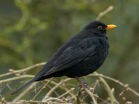 Turdus merula ad female Gamla begravningsplatsen, Malmö, Skåne, Sweden 20190217B_0004