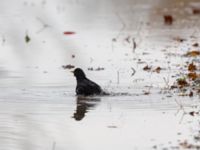 Turdus merula ad male Klagshamns udde, Malmö, Skåne, Sweden 20191020_0016