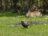 Turdus merula ad male Sibbarp, Malmö, Skåne, Sweden 20170419_0022