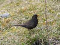 Turdus merula aterrimus ad male Kuro S, Stepantsminda, Mtskheta-Mtianeti, Georgia 20180424_2388