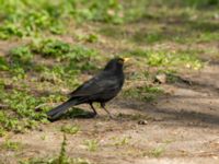 Turdus merula male Hammars park, Malmö, Skåne, Sweden 20190418_0076