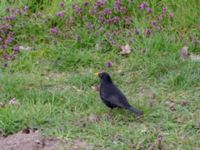 Turdus merula male Ribersborg, Malmö, Skåne, Sweden 20190413_0013