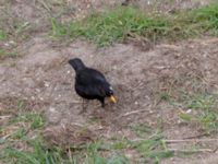 Turdus merula male Ribersborg, Malmö, Skåne, Sweden 20190413_0014