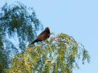 Turdus merula mauritanicus ad male Mohammed V International Airport, Casablanca, Morocco 20180217_0010