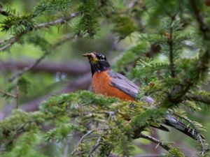 Turdus migratorius - American Robin - Vandringstrast