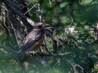 Turdus migratorius migratorius 1cy Hillside Park, Anchorage, Alaska, USA 20140629_0077