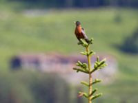 Turdus migratorius migratorius Beluga Lake, Homer, Alaska, USA 20140617_1427