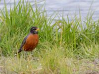 Turdus migratorius migratorius Beluga Lake, Homer, Alaska, USA 20140617_1463