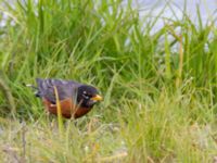 Turdus migratorius migratorius Beluga Lake, Homer, Alaska, USA 20140617_1464