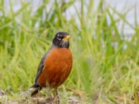 Turdus migratorius migratorius Beluga Lake, Homer, Alaska, USA 20140617_1466