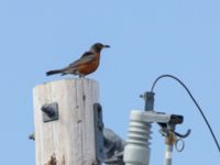 Turdus migratorius migratorius Dredge 7 Inn, Nome, Alaska, USA 20140619_0104