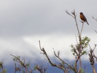 Turdus migratorius migratorius Highway, Alaska, USA 20140626_0081