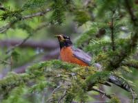 Turdus migratorius migratorius Indian Creek, Anchorage, Alaska, USA 20140615_0551288