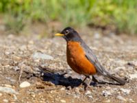 Turdus migratorius migratorius ad Hillside Park, Anchorage, Alaska, USA 20140629_0099