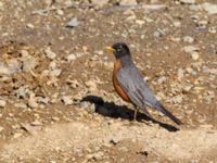 Turdus migratorius migratorius ad Hillside Park, Anchorage, Alaska, USA 20140629_0106