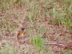 Turdus obscurus - Eyebrowed Thrush - Gråhalsad trast