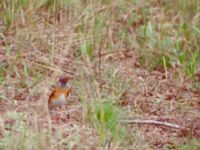 Turdus obscurus Happy Island (Shijiu Tuodao), Hebei, China 19980507 (8)