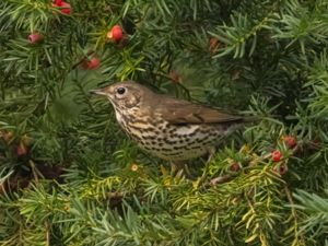 Turdus philomelos - Song Thrush - Taltrast