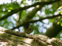 Turdus philomelos 1cy Hunneröds mosse, Svedala, Skåne, Sweden 20170620_0128