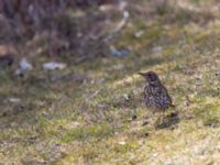 Turdus philomelos Scaniaparken, Malmö, Skåne, Sweden 2013-04-14_0035