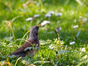 Turdus pilaris - Fieldfare - Björktrast