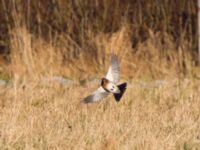 Turdus pilaris Ängarna, Bergkvara, Växjö, Småland, Sweden 20120106 181