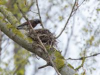 Turdus pilaris Djurminnesplatsen, Spillepeng, Malmö, Skåne, Sweden 20160501_0029