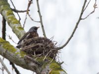 Turdus pilaris Djurminnesplatsen, Spillepeng, Malmö, Skåne, Sweden 20160501_0039