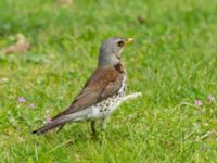 Turdus pilaris St Pauli S kyrkogård, Malmö, Skåne, Sweden 20200509_0017