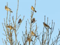 Turdus pilaris Sumpskogen, Klagshamns udde, Malmö, Skåne, Sweden 20171221_0047