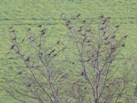 Turdus pilaris et Turdus iliacus Käglinge hästbacke, Malmö, Skåne, Sweden 20231102_0017