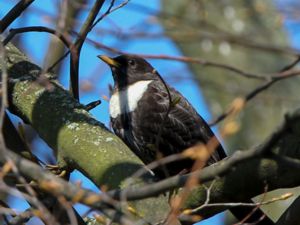 Turdus torquatus - Ring Ouzel - Ringtrast