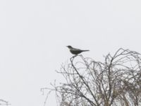 Turdus torquatus ad male Käglinge hästbacke, Malmö, Skåne, Sweden 20240413_0065