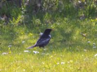 Turdus torquatus male Djungelparken, Bunkeflostrand, Malmö, Skåne, Sweden 20230430_0130