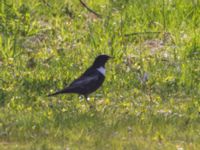 Turdus torquatus male Djungelparken, Bunkeflostrand, Malmö, Skåne, Sweden 20230430_0151