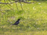 Turdus torquatus male Djungelparken, Bunkeflostrand, Malmö, Skåne, Sweden 20230430_0153