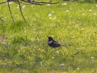 Turdus torquatus male Djungelparken, Bunkeflostrand, Malmö, Skåne, Sweden 20230430_0163