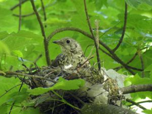 Turdus viscivorus - Mistle Thrush - Dubbeltrast