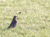 Turdus viscivorus Käglinge hästbacke, Malmö, Skåne, Sweden 20150111_0007