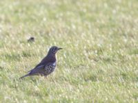 Turdus viscivorus Käglinge hästbacke, Malmö, Skåne, Sweden 20150111_0009