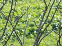 Turdus viscivorus Käglinge hästbacke, Malmö, Skåne, Sweden 20151010_0026